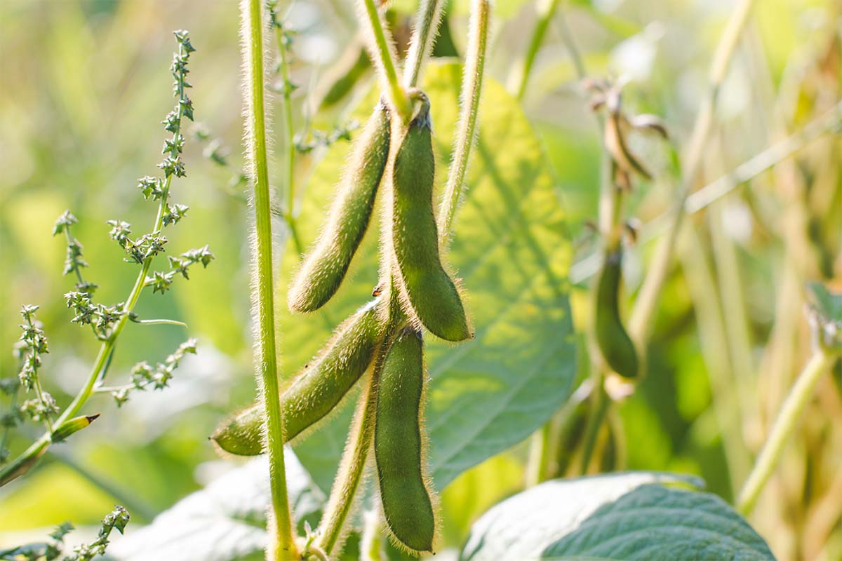 20240822 DPP4Food Sojabohne 20240822 DPP4Food Sojabohne