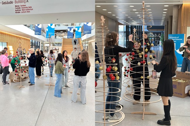 Studierende dekorieren moderne, spiralförmige Christbäume mit roten, goldenen und silbernen Kugeln im lichtdurchfluteten Foyer des Gebäudes A am Campus der University of Applied Sciences St. Pölten. Die Szene zeigt mehrere Personen, die gemeinsam Baumschmuck anbringen. Im Hintergrund sind eine breite Treppe, Informationsbanner und Glasfronten sichtbar. Kartons mit weiteren Kugeln stehen am Boden. Die Aktion ist Teil der Campus-Tradition, bei der internationale Studierende den Christbaum schmücken und festliche Stimmung verbreiten.