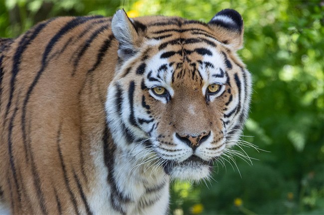 Gewusst wie: Zootiere vor der Linse